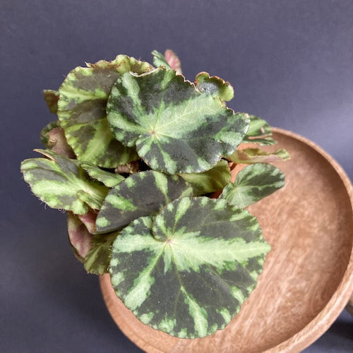 Begonia 
