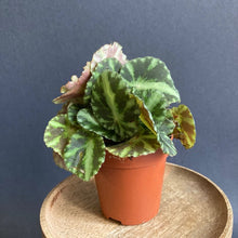 Kép betöltése a galériamegjelenítőbe: Begonia &quot;Cleopatrae&quot; kicsi - Tropical Home 
