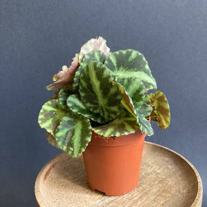 Begonia "Cleopatrae" kicsi - Tropical Home 