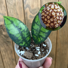 Kép betöltése a galériamegjelenítőbe: Hoya callistophylla &quot;Black cat&quot;
