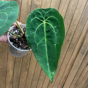 Anthurium Red spider hybrid x forgetii 1.