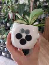 Kép betöltése a galériamegjelenítőbe: _Mini kaspó cicás, mágneses - 3 színben - Tropical Home 
