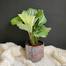 Kép betöltése a galériamegjelenítőbe: Calathea orbifolia - Zebralevél - Tropical Home 
