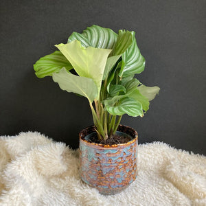 Calathea orbifolia - Zebralevél - Tropical Home 