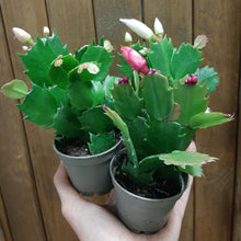 Kép betöltése a galériamegjelenítőbe: Schlumbergera bridgesii mini - Karácsonyi kaktusz, 3 színben - Christmas cactus
