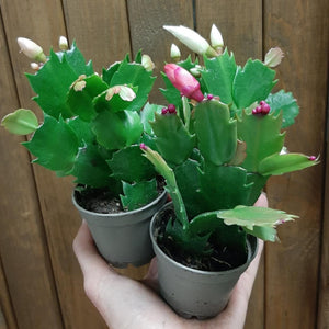 Schlumbergera bridgesii mini - Karácsonyi kaktusz, 3 színben - Christmas cactus