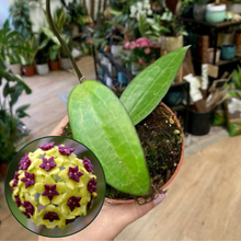 Kép betöltése a galériamegjelenítőbe: Hoya cinnamomifolia
