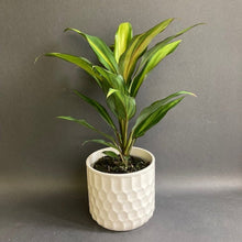 Kép betöltése a galériamegjelenítőbe: Cordyline fruticosa &quot;Kiwi&quot; - Bunkóliliom - Tropical Home 
