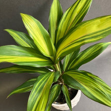 Kép betöltése a galériamegjelenítőbe: Cordyline fruticosa &quot;Kiwi&quot; - Bunkóliliom - Tropical Home 
