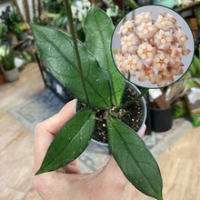 Kép betöltése a galériamegjelenítőbe: Hoya crassipetiolata
