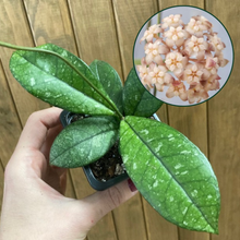 Kép betöltése a galériamegjelenítőbe: Hoya crassipetiolata splash round leaf

