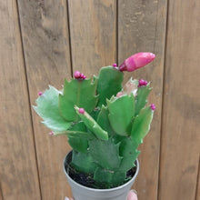 Kép betöltése a galériamegjelenítőbe: Schlumbergera bridgesii mini - Karácsonyi kaktusz, 3 színben - Christmas cactus
