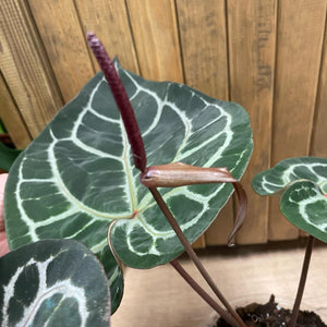 DocBlock Anthurium "Michelle 11" ® X "Michelle 1" - 2. + AJÁNDÉK