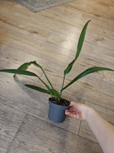 Kép betöltése a galériamegjelenítőbe: Anthurium bakeri - Szépséghibás
