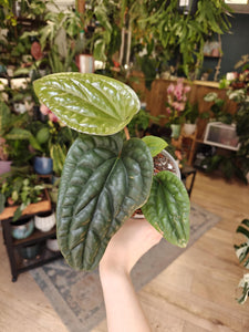 Anthurium luxurians x radicans 3. - Tropical Home 