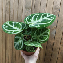 Kép betöltése a galériamegjelenítőbe: Anthurium crystallinum &quot;Silver b(l)ush&quot; - Tropical Home 
