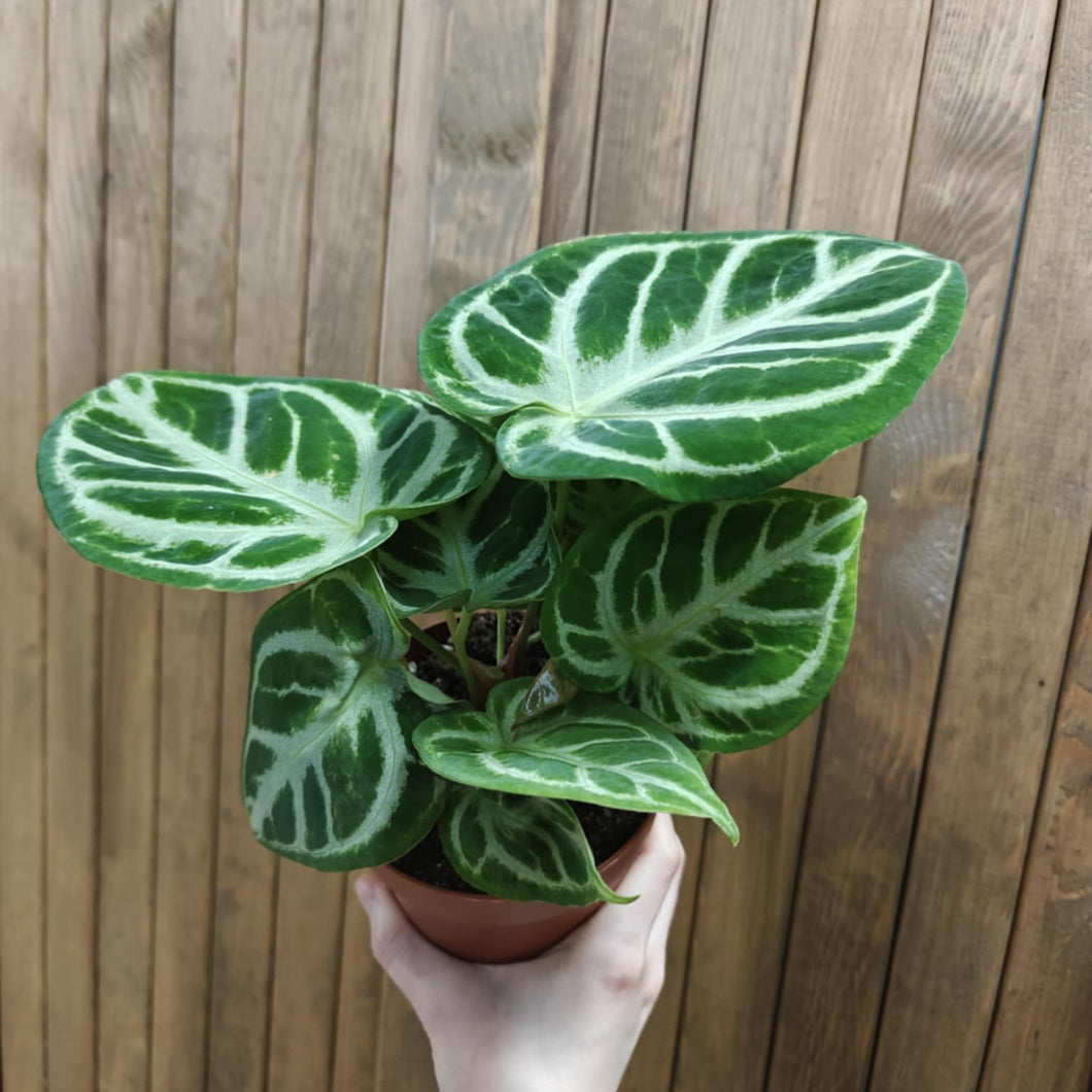 Anthurium crystallinum 