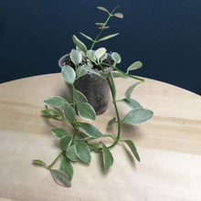 Kép betöltése a galériamegjelenítőbe: Dischidia oiantha variegata - Dischidia &quot;White diamond&quot; - Tropical Home 
