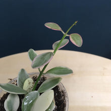 Kép betöltése a galériamegjelenítőbe: Dischidia oiantha variegata - Dischidia &quot;White diamond&quot; - Tropical Home 
