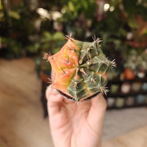 Gymnocalycium mihanovichii f. variegata 4.