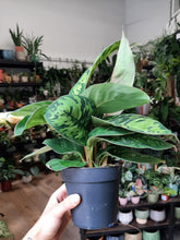 Kép betöltése a galériamegjelenítőbe: Homalomena (Adelonema) camouflage - Tropical Home 
