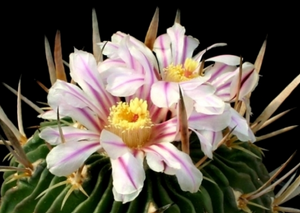 Echinofossulocactus multicostatus