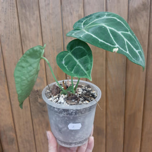 Anthurium crystallinum 1.