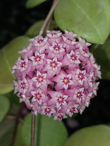 Hoya dolichosparte "Pink" - Saját szaporítás