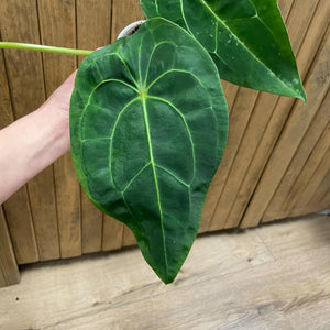 Anthurium Red spider hybrid x forgetii 1.