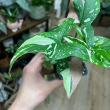 Kép betöltése a galériamegjelenítőbe: Syngonium &quot;Red spot tricolor&quot; 7.
