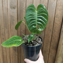 Kép betöltése a galériamegjelenítőbe: Anthurium veitchii 2. - Szépséghibás - Tropical Home 
