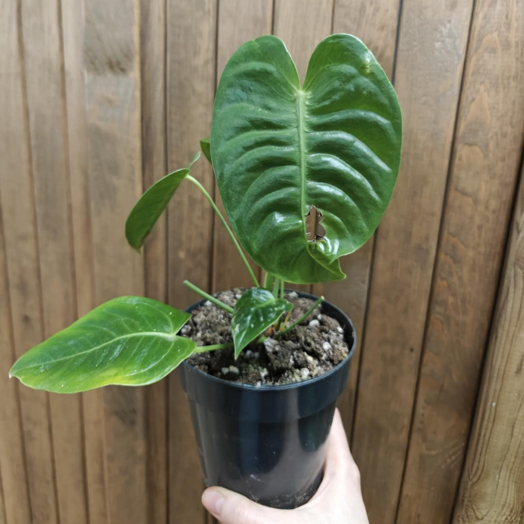 Anthurium veitchii 2. - Szépséghibás - Tropical Home 