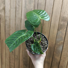 Kép betöltése a galériamegjelenítőbe: Anthurium veitchii 1 . - Szépséghibás
