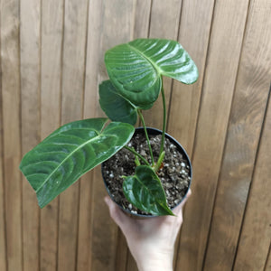 Anthurium veitchii 1 . - Szépséghibás
