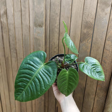 Kép betöltése a galériamegjelenítőbe: Anthurium veitchii 2. - Szépséghibás - Tropical Home 
