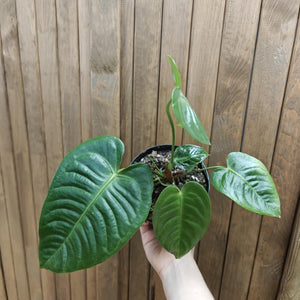 Anthurium veitchii 2. - Szépséghibás - Tropical Home 