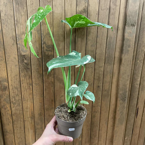 Monstera deliciosa “Thai constellation” 5.