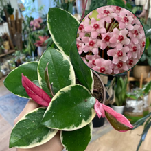 Kép betöltése a galériamegjelenítőbe: Hoya carnosa &quot;Flamingo dream&quot;- Húsos viaszvirág
