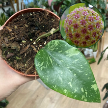 Kép betöltése a galériamegjelenítőbe: Hoya glabra splash
