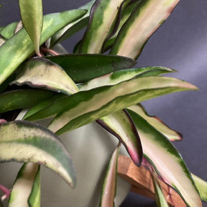 Hoya wayetii tricolor - Viaszvirág - Wax plant - Tropical Home 