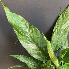 Kép betöltése a galériamegjelenítőbe: Spathiphyllum &#39;Diamond&#39; variegated - Vitorlavirág tarka - Peace lily - Tropical Home 
