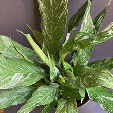 Kép betöltése a galériamegjelenítőbe: Spathiphyllum &#39;Diamond&#39; variegated - Vitorlavirág tarka - Peace lily - Tropical Home 
