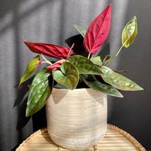 Kép betöltése a galériamegjelenítőbe: Syngonium erytrophyllum &quot;Red arrow&quot; - Tropical Home 

