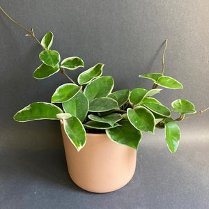 Hoya carnosa "Krimson Queen" - Húsos viaszvirág - Tropical Home 