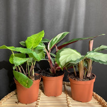 Kép betöltése a galériamegjelenítőbe: Prayer plants - Imádkozó növények 7cm-es cserépben - Tropical Home 
