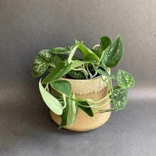 Kép betöltése a galériamegjelenítőbe: Scindapsus pictus &#39;Argyraeus&#39; - Ezüstös szobafutóka - Silver satin pothos - Tropical Home 
