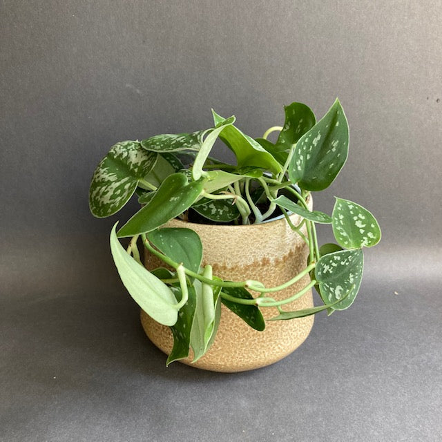 Scindapsus pictus 'Argyraeus' - Ezüstös szobafutóka - Silver satin pothos - Tropical Home 