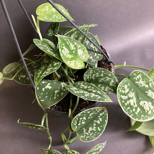 Scindapsus pictus 'Argyraeus' - Ezüstös szobafutóka - Silver satin pothos - Tropical Home 