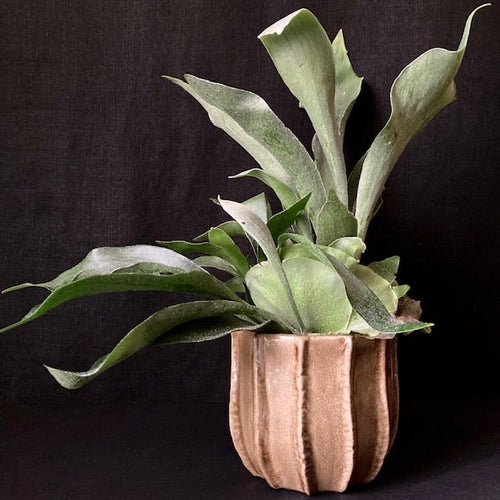 Platycerium bifurcatum - Szarvasagancs páfrány - Staghorn fern - Tropical Home 