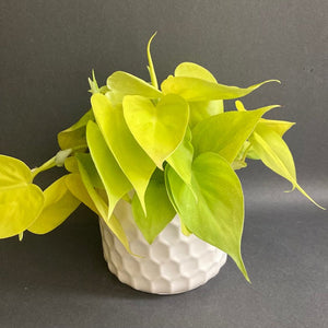 Philodendron lemon lime - Szívlevelű filodendron lemon lime - Tropical Home 